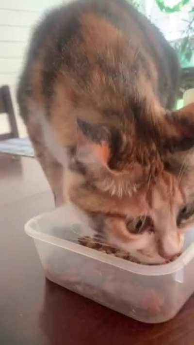 My blind rescue, Gertrude, eating her normal cat food