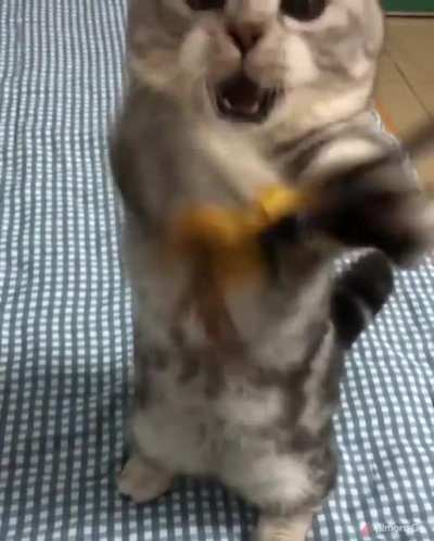Fast little legs