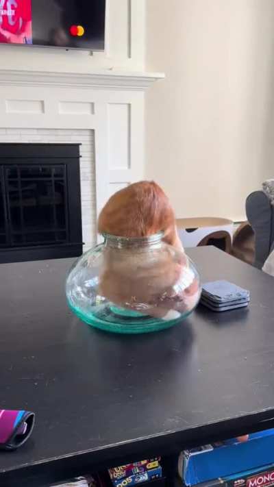 I saw this today and was amazed that this orange cat could fit in this vase🤯
