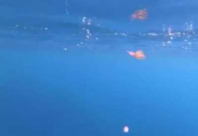 Jelly fish caught in a bubble ring
