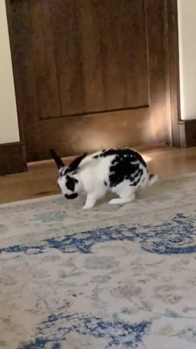 Some diabolical and poorly framed binkies