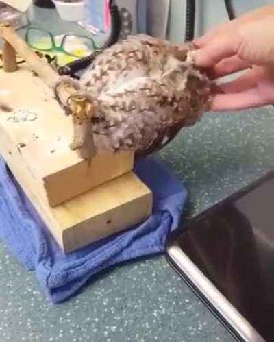 Trans girls getting head pats and scritches