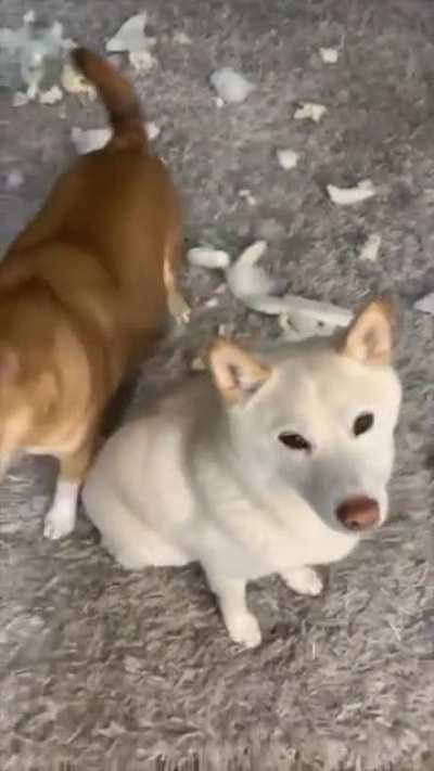 Dog snitches when asked by owner. (Top 10 anime betrayals in history)