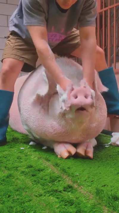 of a Pig