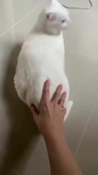 Cat scream then 