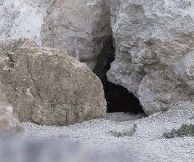 Pallas's cat notices something different around her den
