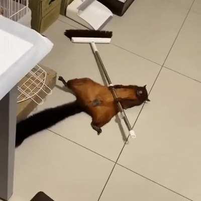 Play Dead