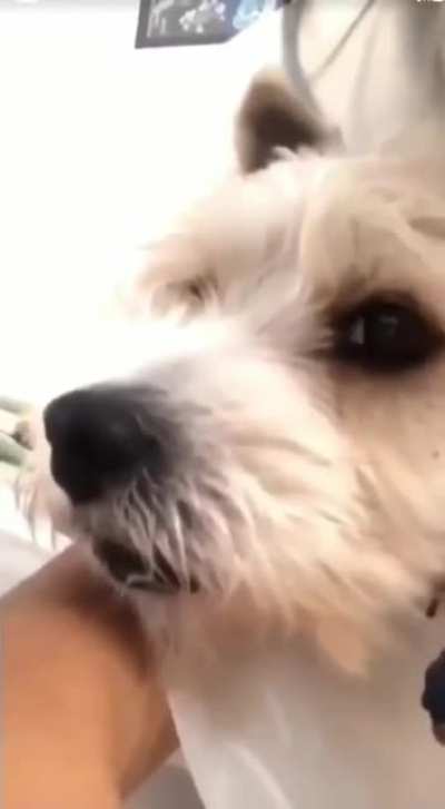 COVID scares him too (+sound)