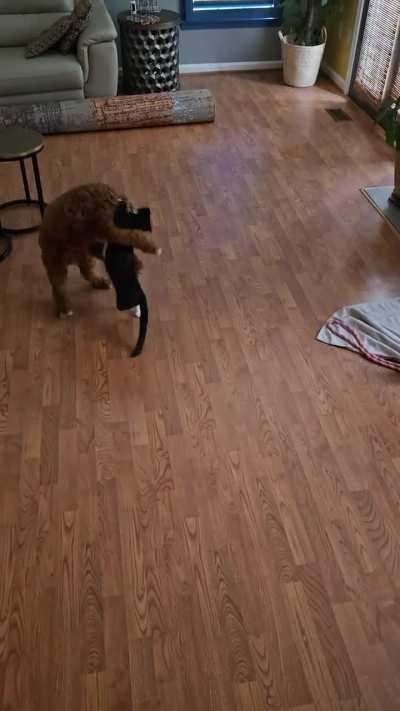 Are my kitten and Dog fighting?