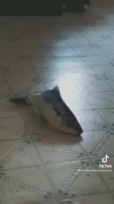 Haunted fish