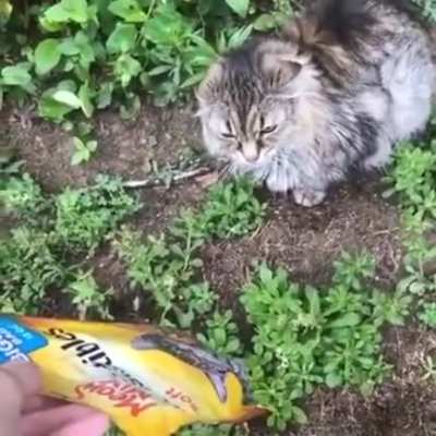 Meow mix