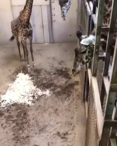 Papa Giraffe comes to see his newborn baby...