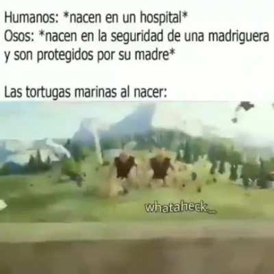Pobres tortugas