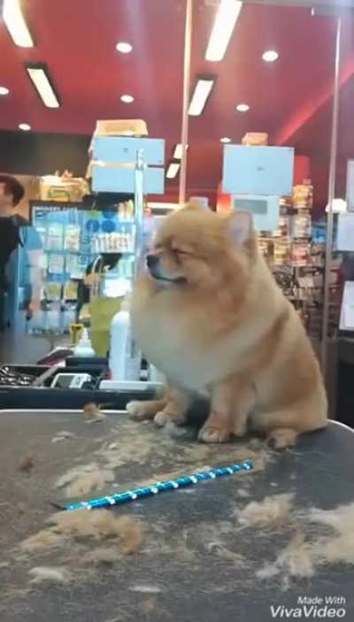 This doge was in the zone