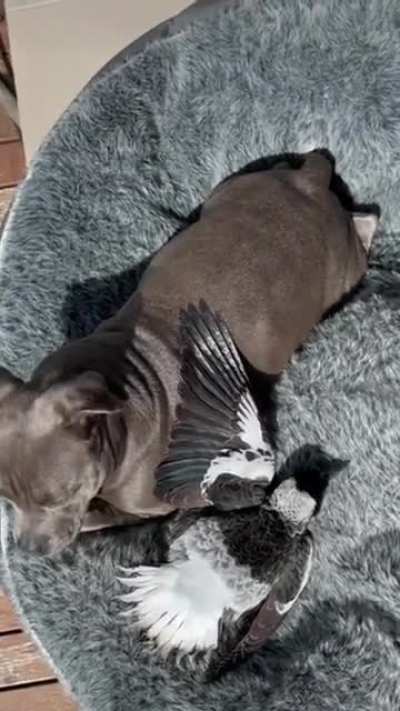 Inseparable