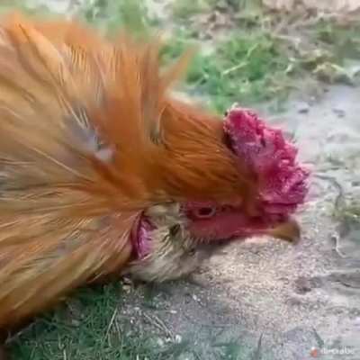 Chicken hypnotism