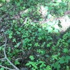 Came across this cute sneezing hedgehog while out in the woods