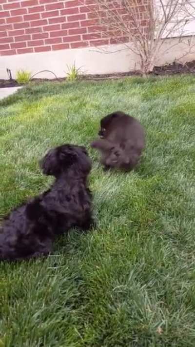 Flop
