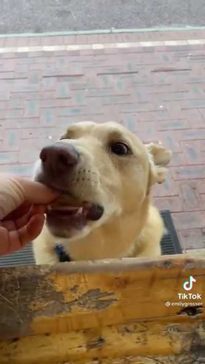 Giving treats to each dog that walks past