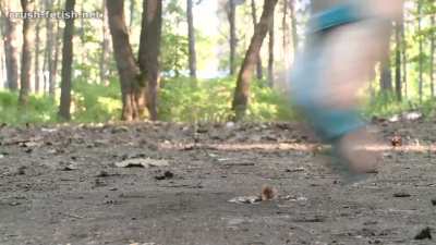 Snail Walkover Compilation