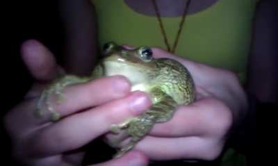 Frog