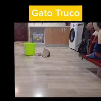Gato T r u c o