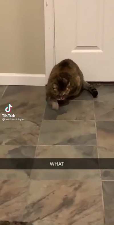 M a u
