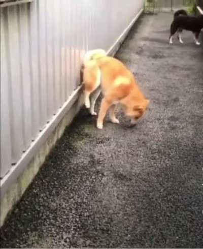 Bomb Has Been Planted
