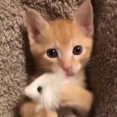 Adorable Kitten Cuddling It's Teddy