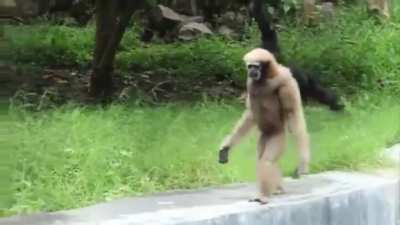 Monke always chonke