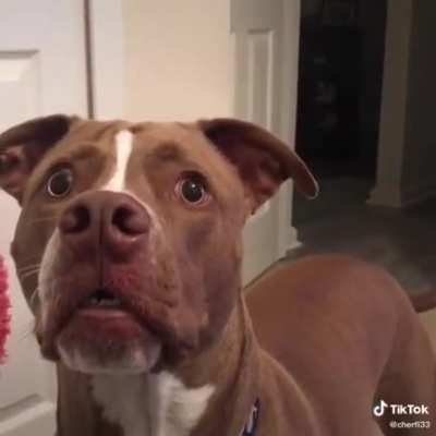 When you can literally taste that squeaky toy