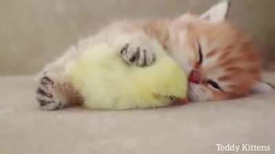 zzzzzzzzzzzzzzzz