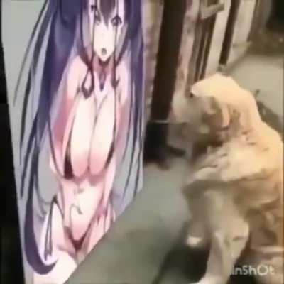 This dog knows what’s up