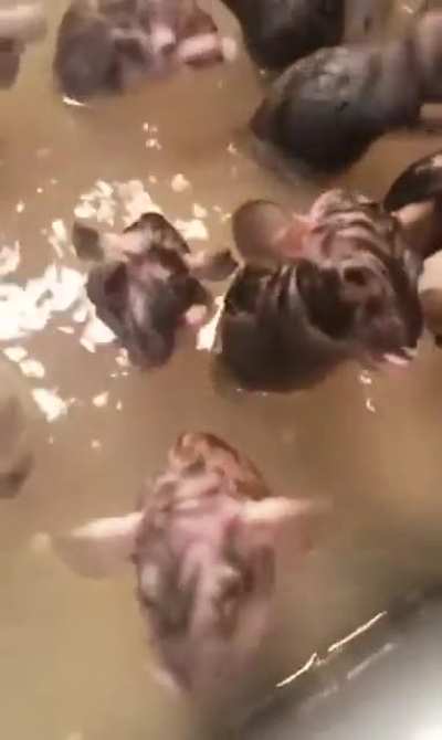 Thanks, i love rat/sink bath