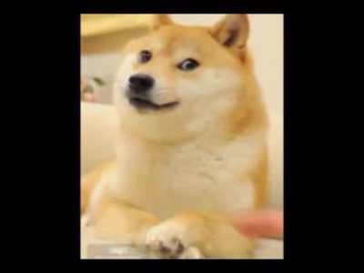 Hello doge