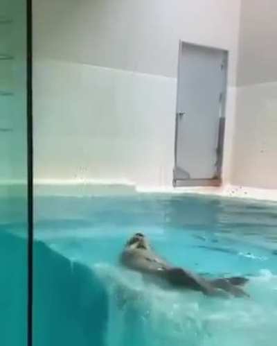 A jumping pupper