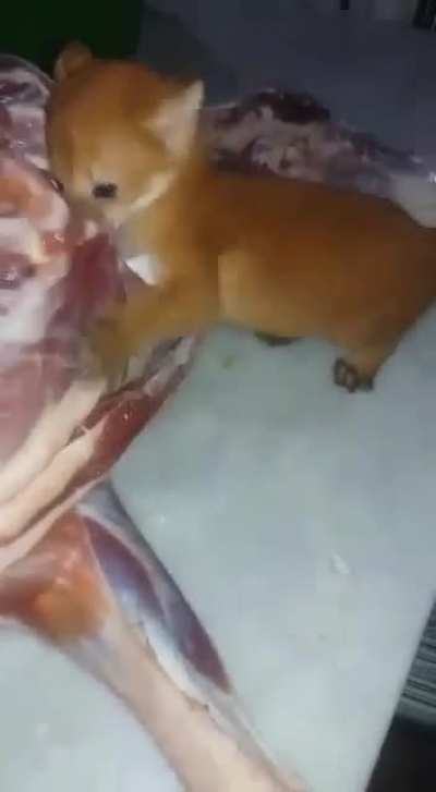 Cuidado escondase deste animal se ele aparecer