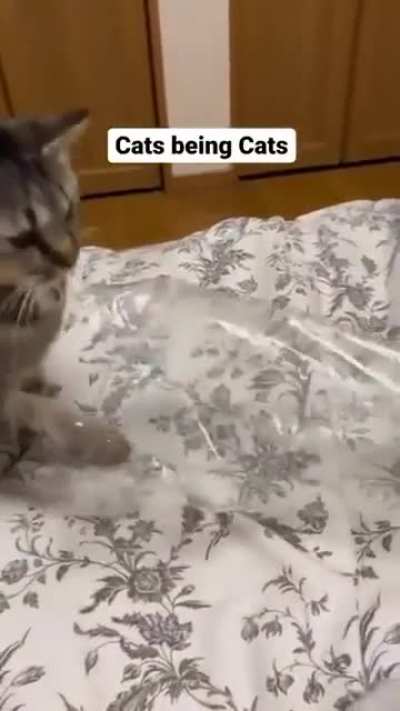Cats just being themselves