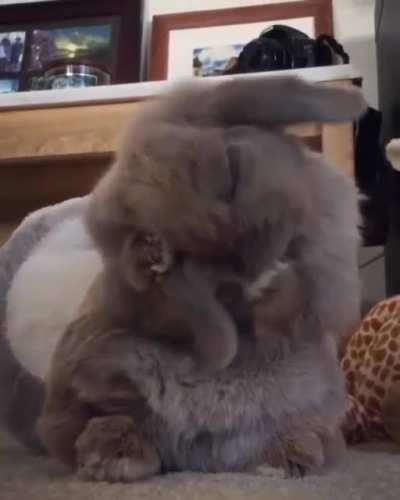 Cute Bun!