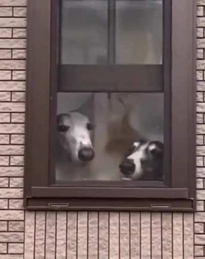 Neighbors..