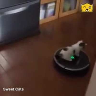 Catto goes for a ride