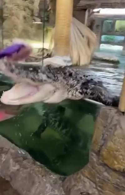 Feeding time.