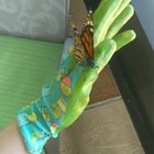 [TTM] West Palm Beach, FL. The first monarch to emerge in my back yard this season
