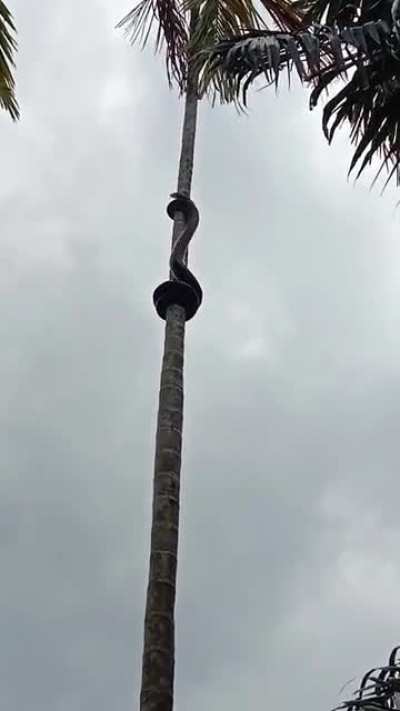 Can anyone identify this snake? Also why is it doing this?