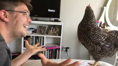 Chickens love jokes.