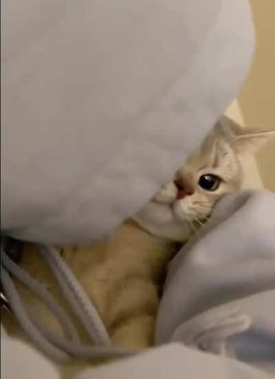 look at this cutie kitty 🐈‍⬛ 🐈