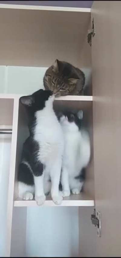 Котики