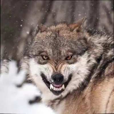Combining of 70 pictures by googling 