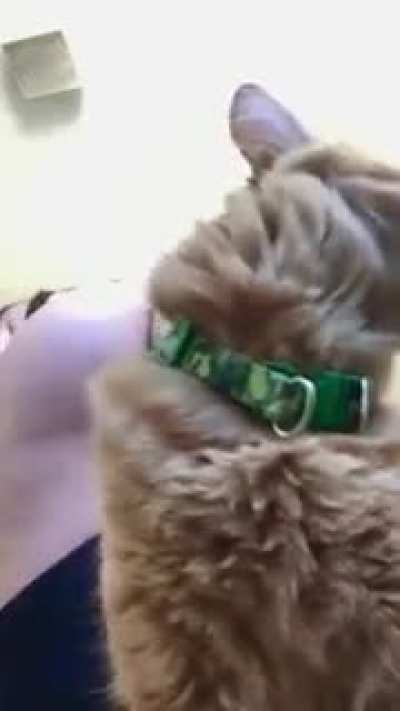 to show her ass