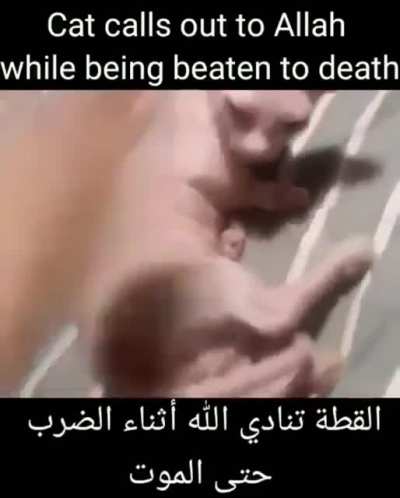 Muslim Bingus